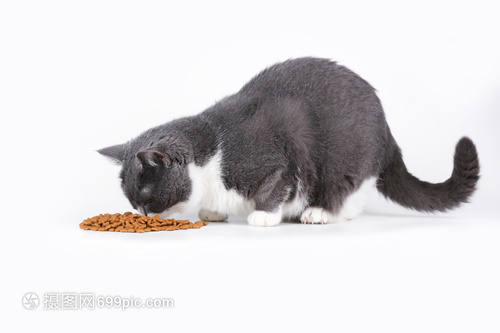 蓝白英短吃猫粮