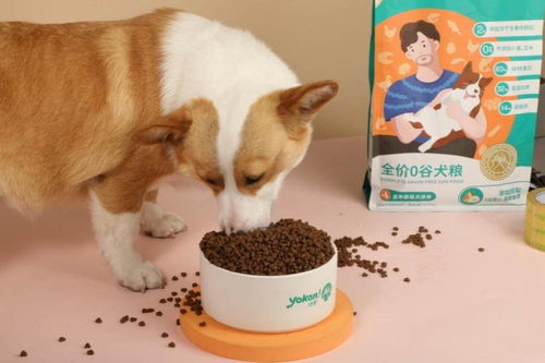 怡亲狗粮好不好？深度解析0谷安心粮如何为狗狗成长保驾护航